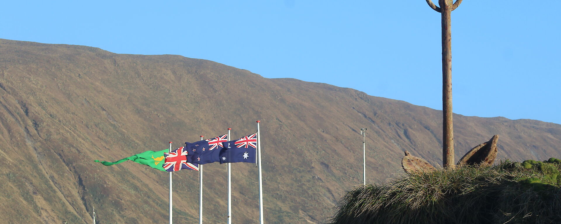 The Australian, New Zealand, Union Jack and ANARE flags flying on a sunny clear (briefly) Midwinter’s Day on Macquarie Island