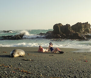 A young elephant seal joins in the Midwinter swim — Ranger Chris and Doctor Cathryn enjoy the sun with him