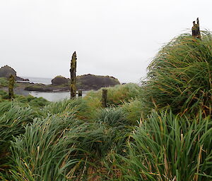 Posts believed to be old sheep pens overlooking Garden Bay on Macquarie Island