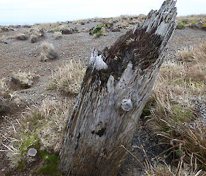 An old post on North Head thought to be the remains of a flying fox used by sealers to transport blubber to the digesters and by Mawson to help setup communications on Wireless Hill for his 1911 expedition to Antarctica