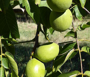 Walnuts almost ready for harvest at Mt Gambier