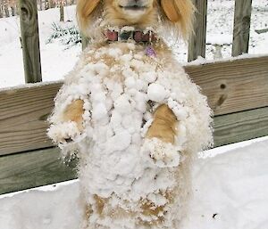 A small cute dog covered in snow
