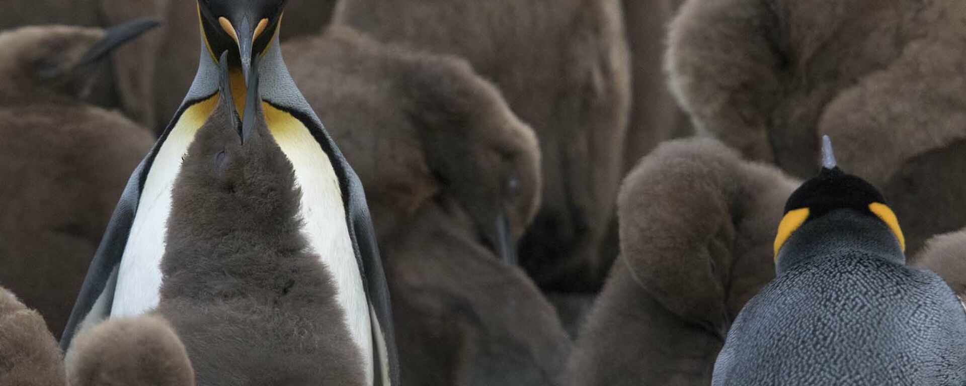 King Penguin chick begging for food from one of its parents at Green Gorge
