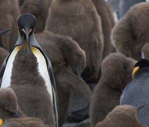King Penguin chick begging for food from one of its parents at Green Gorge