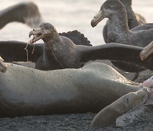 Southern giant petrels surround the carcass of a dead elephant seal
