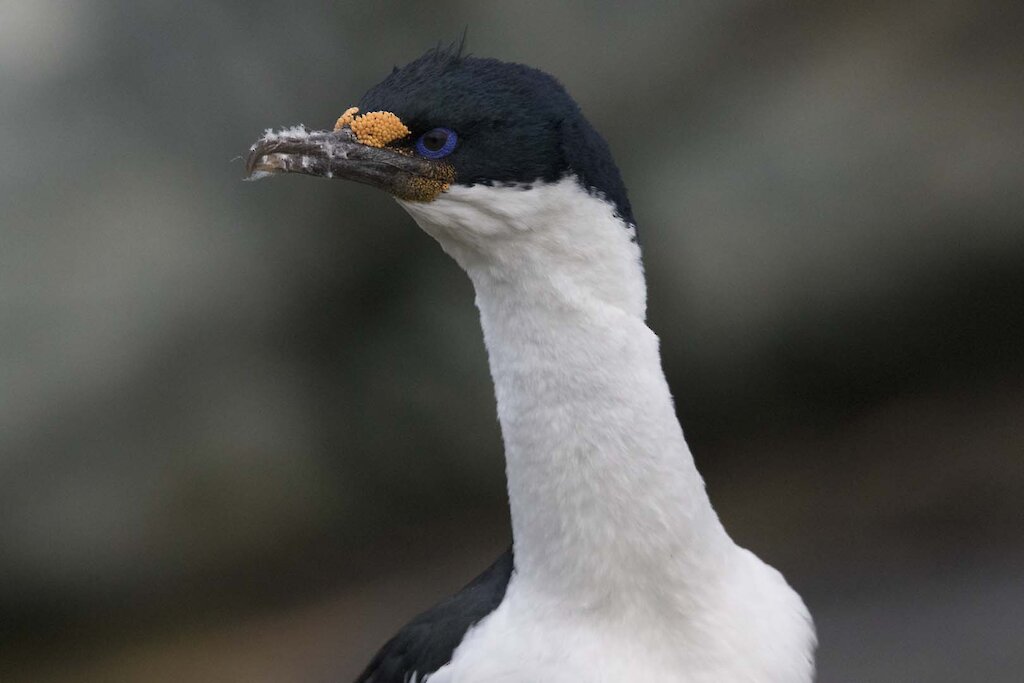 This week at Macquarie Island: 20 July 2018 — Australian Antarctic Program