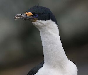 The endemic Macquarie Shags resident all year round on the island are similar to shags on other sub-Antarctic islands