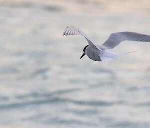 An Antarctic tern hovers over the bay on Macquarie Island