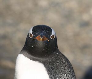 A Gentoo penguin on Macquarie Island