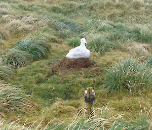 A wandering albatross chick sitting atop its turf nest with a motion camera in the foreground