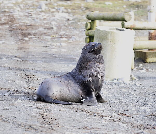 Antarctic fur seal on Macquarie Island this week