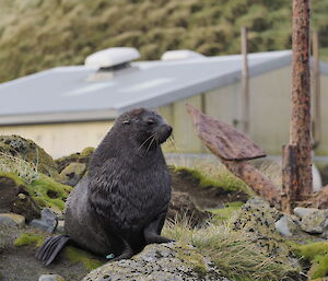 An Antarctic fur seal on an old sea stack near Macquarie Island station this week