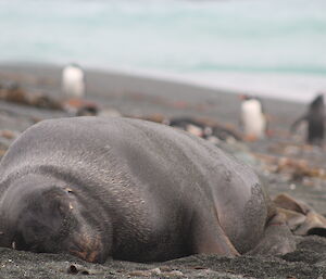 A large Hooker’s sealion on the sand near Macquarie Island station this week