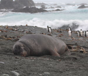 A sleeping sealion on the beach near Macquarie Island Station this week