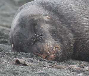 A head shot of the sea lion asleep on the beach near Macca Station