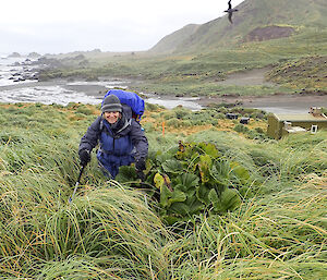 Station Leader Ali Dean hiking up out of Bauer Bay during Field Training on Macquarie Island