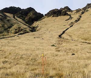 Staring up 260 metres to the top of the Aurora Cave Jump Up south from Bauer Bay on Macquarie Island