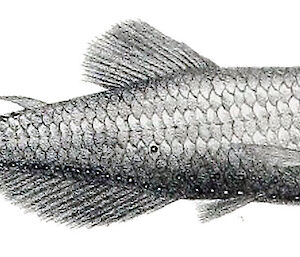 Identification sketch of Lanternfish Electrona antarctica