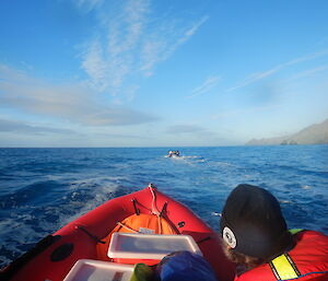 a view looking south to the Nuggets from one of the Macquarie Island IRBs (inflatable rubber boats with competent crew Greg’s head in the foreground