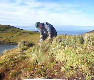 A newly identified grass species on the island Poa astonii is regenerating well without rabbit grazing near Hurd Point