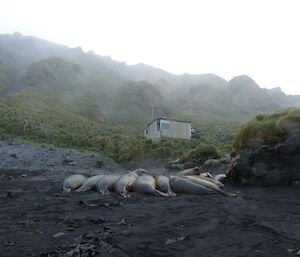 A group of elephant seals lying near the Hurd Point hut