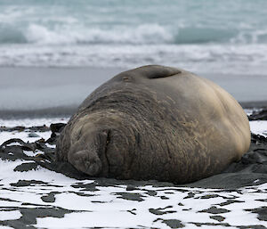 A large male elephant seal snoozing on the beach at Macca