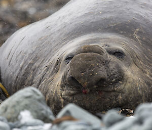 A large male elephant seal in peak breeding condition resting on the beach near Macca Station this week