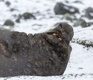 A large scarred male elephant seal on tthe snow covered beach at Macca displays old and one freshly new war wound — the result of a fight for territory and eventually the females that relates to