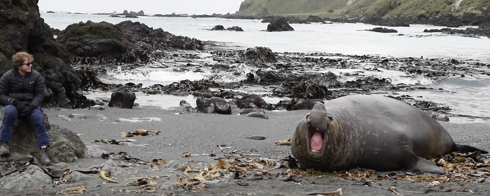 A large elephant seal male announces his arrival and approaches Angus who is sitting on a rock near the shore
