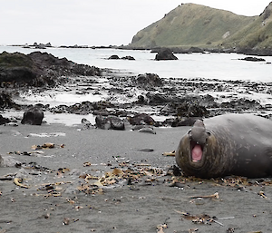 A large elephant seal male announces his arrival and approaches Angus who is sitting on a rock near the shore