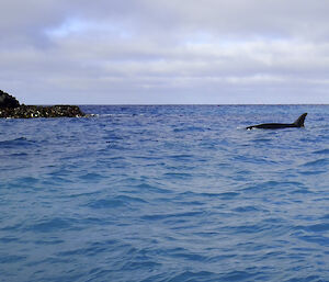 A female Orca just off one of the rocks at the Nuggets, Macquarie Island