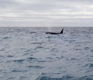 An Orca breathing from blowhole as it surfaces near an IRB during a Macca boating trip