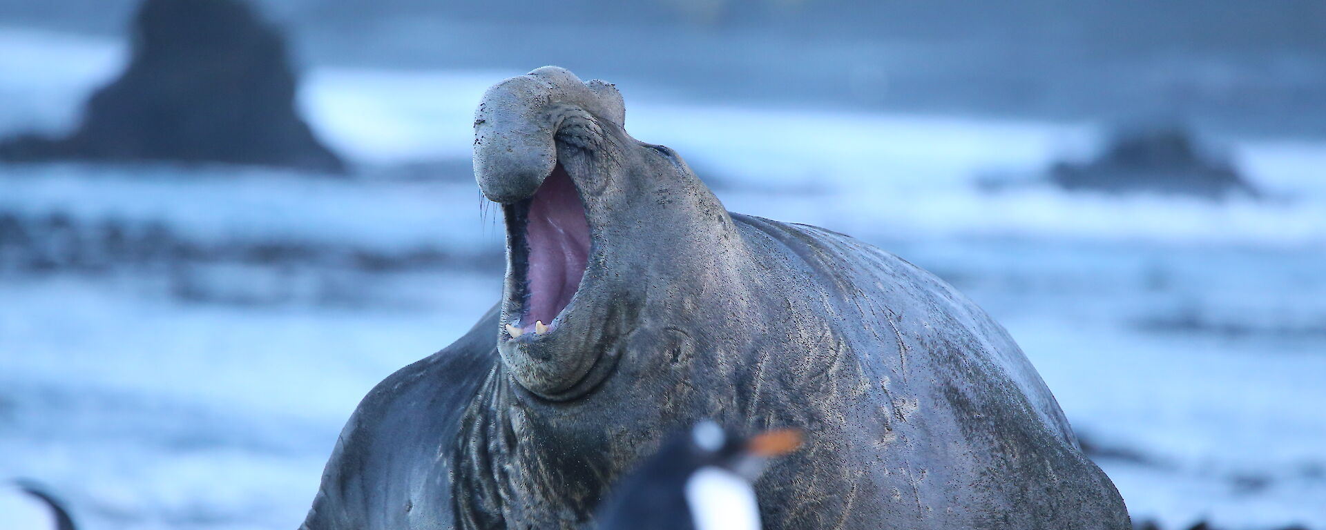 A bull elephant seal roaring on West Beach, Macquarie Island