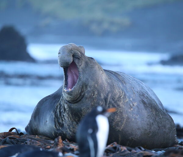 A bull elephant seal roaring on West Beach, Macquarie Island