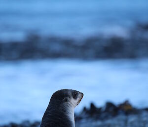 A young Antarctic fur seal on the east coast near the Nuggets, Macquarie Island