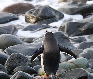 A gentoo penguin on the beach at Macquarie Island