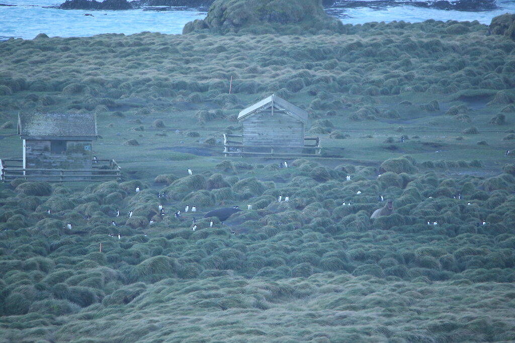 This week at Macquarie Island: 7 September 2018 — Australian Antarctic