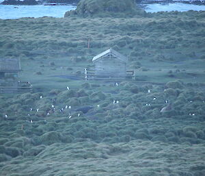 Gentoo penguins setting up nests around Macquarie Island station