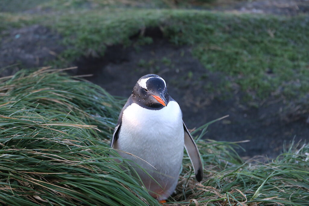 This week at Macquarie Island: 7 September 2018 — Australian Antarctic