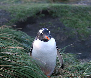 A gentoo penguin nesting in the tussock on the isthmus , Macquarie Island