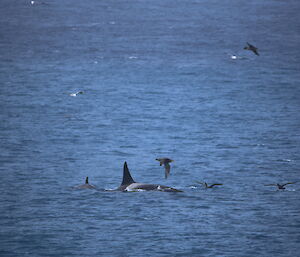 Two fins in the water with birds flying and alighting