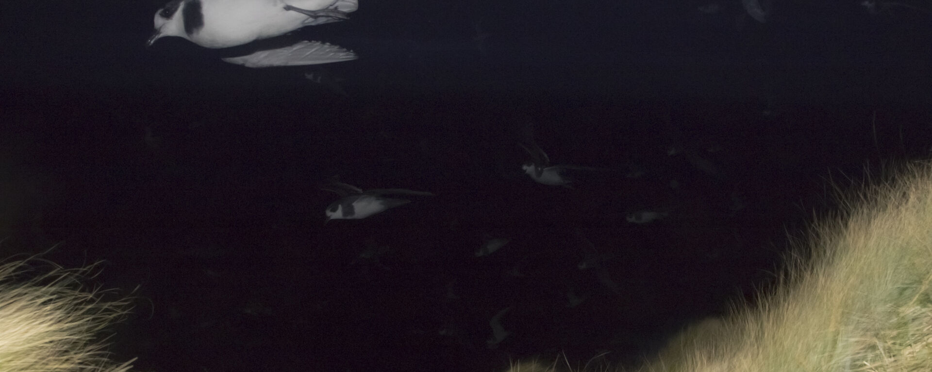 Hundreds of blue petrels returning to land after dark — they flit past the camera set up at North Head, Macquarie Island — the camera captures them as ghostly outlines against the dark night sky.