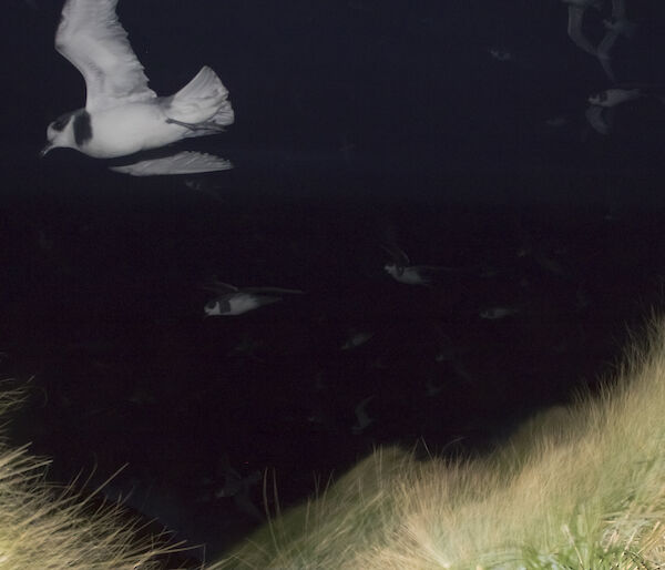 Hundreds of blue petrels returning to land after dark — they flit past the camera set up at North Head, Macquarie Island — the camera captures them as ghostly outlines against the dark night sky.