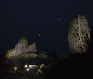 The night sky with birds and rocky crags illuminated as two expeditioners spotlight to see what species of sea bird are coming back to Macquarie Island to breed.