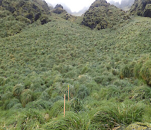 Dense tussock covers the entire bottom half of the Far North Precarious Bay Jump Down