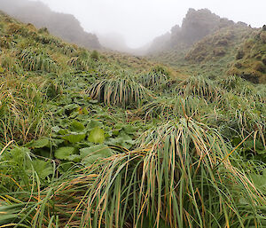 A much more realistic view of the tall, thick, wet tussock and cabbage near the bottom of the Hell Bay Jump Up