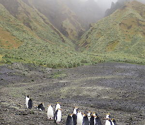 The first Royal Penguins of the season north of Hurd Point signaling the approach of summer