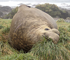 One of the Beachmaster Elephant Seal lying on tussock before the hectic breeding season gets into full swing