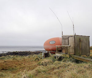 Waterfall Bay Googie on Macquarie Island, 2018