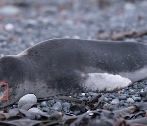 A stitch shot of a leopard seal